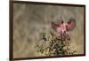 Pyrrhuloxia (Cardinalis sinuatus) landing.-Larry Ditto-Framed Photographic Print