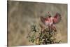 Pyrrhuloxia (Cardinalis sinuatus) landing.-Larry Ditto-Stretched Canvas