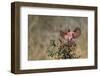 Pyrrhuloxia (Cardinalis sinuatus) landing.-Larry Ditto-Framed Photographic Print