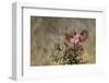 Pyrrhuloxia (Cardinalis sinuatus) landing.-Larry Ditto-Framed Photographic Print