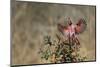 Pyrrhuloxia (Cardinalis sinuatus) landing.-Larry Ditto-Mounted Photographic Print