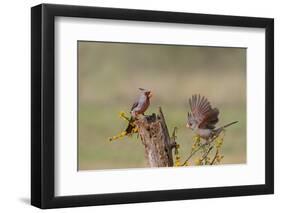 Pyrrhuloxia, Cardinalis sinuatus, pair feeding-Larry Ditto-Framed Photographic Print