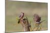 Pyrrhuloxia, Cardinalis sinuatus, pair feeding-Larry Ditto-Mounted Photographic Print