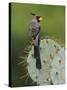 Pyrrhuloxia on Texas Prickly Pear Cactus, Rio Grande Valley, Texas, USA-Rolf Nussbaumer-Stretched Canvas