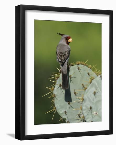 Pyrrhuloxia on Texas Prickly Pear Cactus, Rio Grande Valley, Texas, USA-Rolf Nussbaumer-Framed Photographic Print