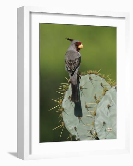 Pyrrhuloxia on Texas Prickly Pear Cactus, Rio Grande Valley, Texas, USA-Rolf Nussbaumer-Framed Photographic Print