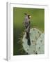 Pyrrhuloxia on Texas Prickly Pear Cactus, Rio Grande Valley, Texas, USA-Rolf Nussbaumer-Framed Photographic Print