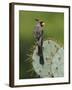 Pyrrhuloxia on Texas Prickly Pear Cactus, Rio Grande Valley, Texas, USA-Rolf Nussbaumer-Framed Photographic Print