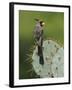 Pyrrhuloxia on Texas Prickly Pear Cactus, Rio Grande Valley, Texas, USA-Rolf Nussbaumer-Framed Photographic Print