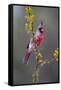 Pyrrhuloxia perched.-Larry Ditto-Framed Stretched Canvas