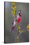 Pyrrhuloxia perched.-Larry Ditto-Stretched Canvas