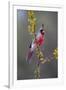 Pyrrhuloxia perched.-Larry Ditto-Framed Photographic Print