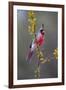 Pyrrhuloxia perched.-Larry Ditto-Framed Photographic Print