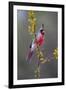 Pyrrhuloxia perched.-Larry Ditto-Framed Photographic Print