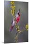 Pyrrhuloxia perched.-Larry Ditto-Mounted Photographic Print