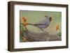 Pyrrhuloxia, Rio Grande Valley, Texas-Adam Jones-Framed Photographic Print