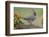 Pyrrhuloxia, Rio Grande Valley, Texas-Adam Jones-Framed Photographic Print