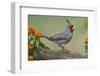 Pyrrhuloxia, Rio Grande Valley, Texas-Adam Jones-Framed Photographic Print