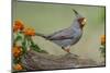 Pyrrhuloxia, Rio Grande Valley, Texas-Adam Jones-Mounted Photographic Print