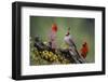 Pyrrhuloxia with northern cardinals.-Larry Ditto-Framed Photographic Print