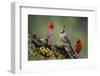 Pyrrhuloxia with northern cardinals.-Larry Ditto-Framed Photographic Print