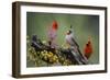 Pyrrhuloxia with northern cardinals.-Larry Ditto-Framed Photographic Print