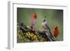 Pyrrhuloxia with northern cardinals.-Larry Ditto-Framed Photographic Print