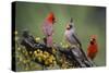 Pyrrhuloxia with northern cardinals.-Larry Ditto-Stretched Canvas