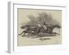 Pyrrhus the First and Sir Tatton Sykes Contending for the Derby Stakes at Epsom-James Herring-Framed Giclee Print