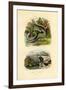 Pyrula Shells, 1833-39-null-Framed Giclee Print