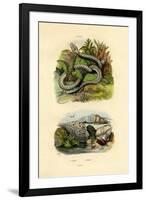 Pyrula Shells, 1833-39-null-Framed Giclee Print