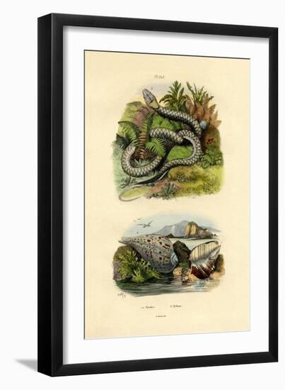 Pyrula Shells, 1833-39-null-Framed Giclee Print