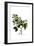 Pyrus Aria, Flora Graeca-Ferdinand Bauer-Framed Giclee Print