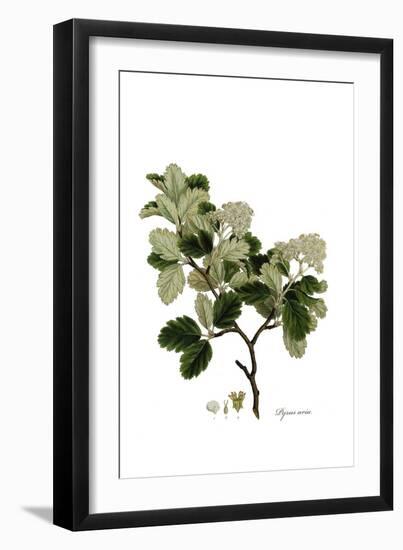 Pyrus Aria, Flora Graeca-Ferdinand Bauer-Framed Giclee Print