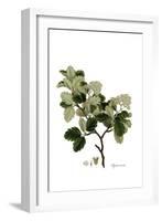 Pyrus Aria, Flora Graeca-Ferdinand Bauer-Framed Giclee Print