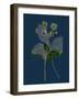 Pyrus Domestica; Service-Tree-null-Framed Giclee Print