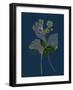 Pyrus Domestica; Service-Tree-null-Framed Giclee Print