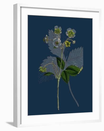 Pyrus Domestica; Service-Tree-null-Framed Giclee Print