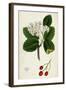 Pyrus Eu-Aria Common White-Beam-null-Framed Giclee Print