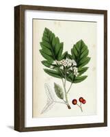 Pyrus Fennica Bastard Mountain-Ash-null-Framed Giclee Print