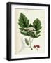 Pyrus Fennica Bastard Mountain-Ash-null-Framed Giclee Print