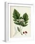 Pyrus Fennica Bastard Mountain-Ash-null-Framed Giclee Print