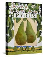 Pyrus (Pear), 2014-Jennifer Abbott-Stretched Canvas