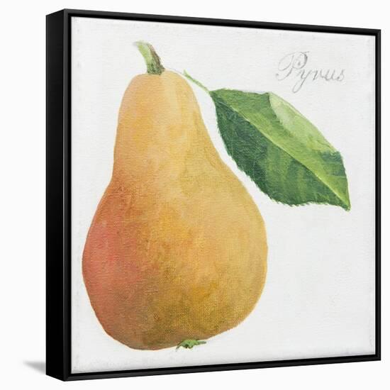 Pyrus, pear-Jennifer Abbott-Framed Stretched Canvas