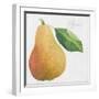 Pyrus, pear-Jennifer Abbott-Framed Giclee Print