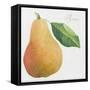 Pyrus, pear-Jennifer Abbott-Framed Stretched Canvas