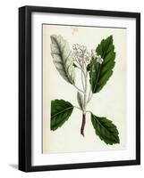 Pyrus Scandica Lobed-Leaved White-Beam-null-Framed Giclee Print