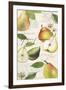 Pyrus Study I-Grace Popp-Framed Art Print