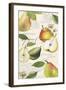 Pyrus Study I-Grace Popp-Framed Art Print