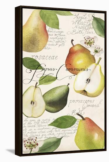 Pyrus Study I-Grace Popp-Framed Stretched Canvas